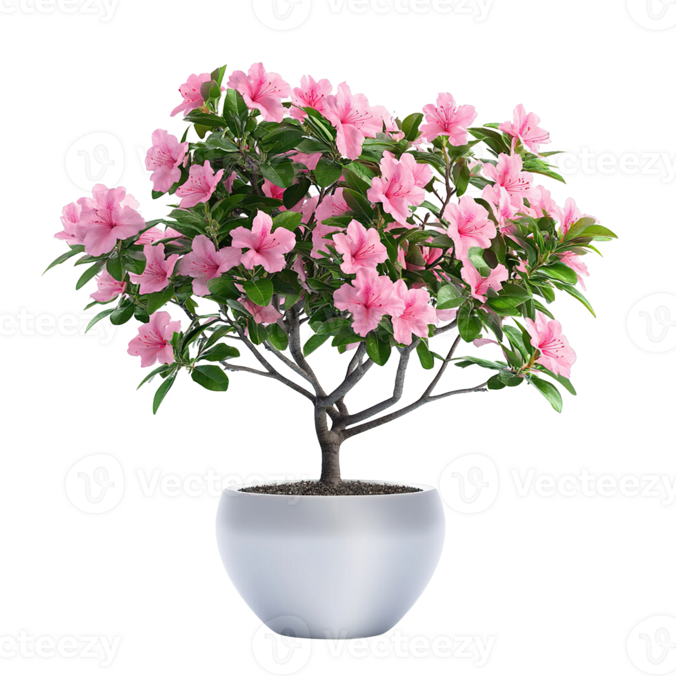 Elegant Potted Azalea with Vibrant Pink Blossoms and Glossy Leaves Isolated on Transparent Background png
