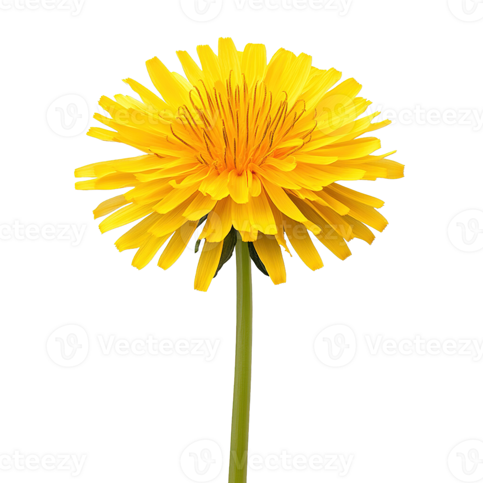 Isolated Dandelion Flower Radiating Vivid Yellow Hues on a Transparent Background png