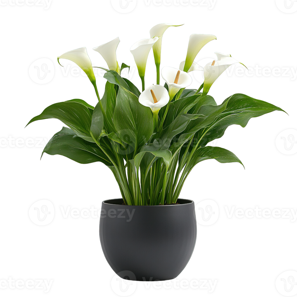 Stunning White Calla Lilies in a Modern Black Pot Isolated png