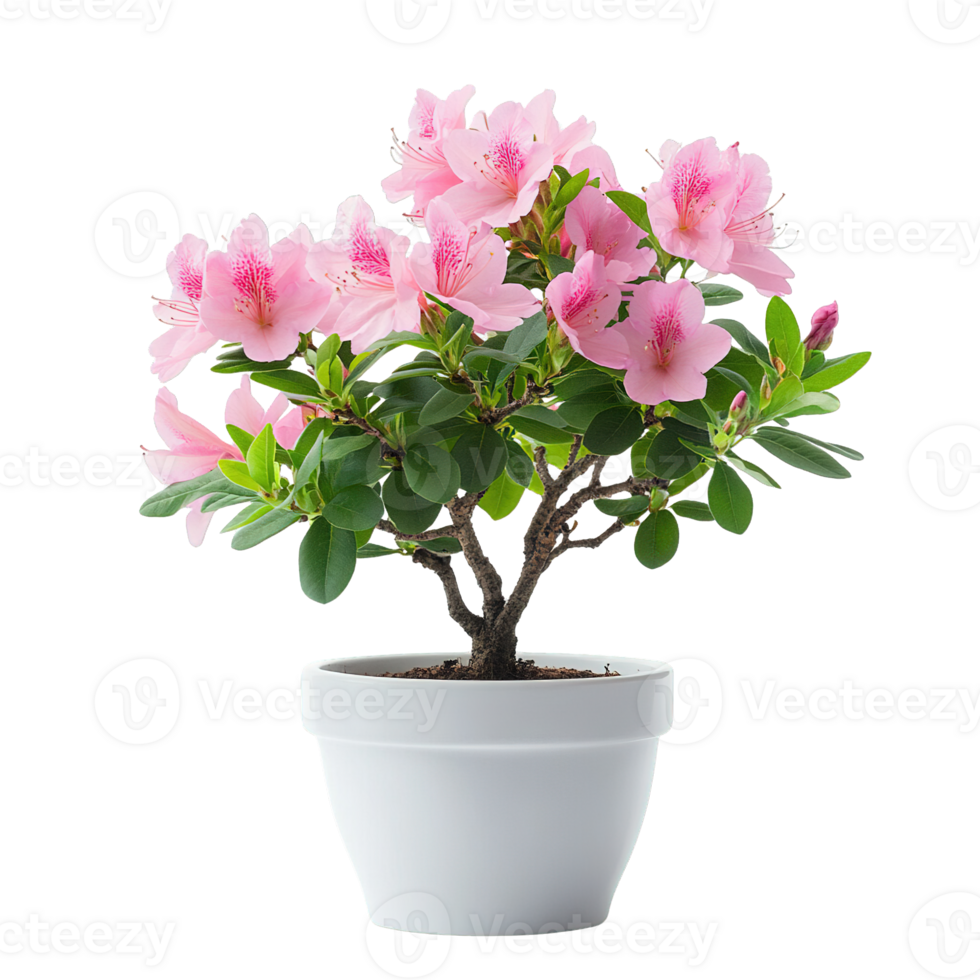 Lively Azalea Plant in a Minimalist White Pot Isolated png
