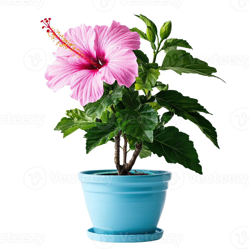 Beautiful Pink Hibiscus Flower in Full Bloom with Glossy Green Leaves in Blue Planter png