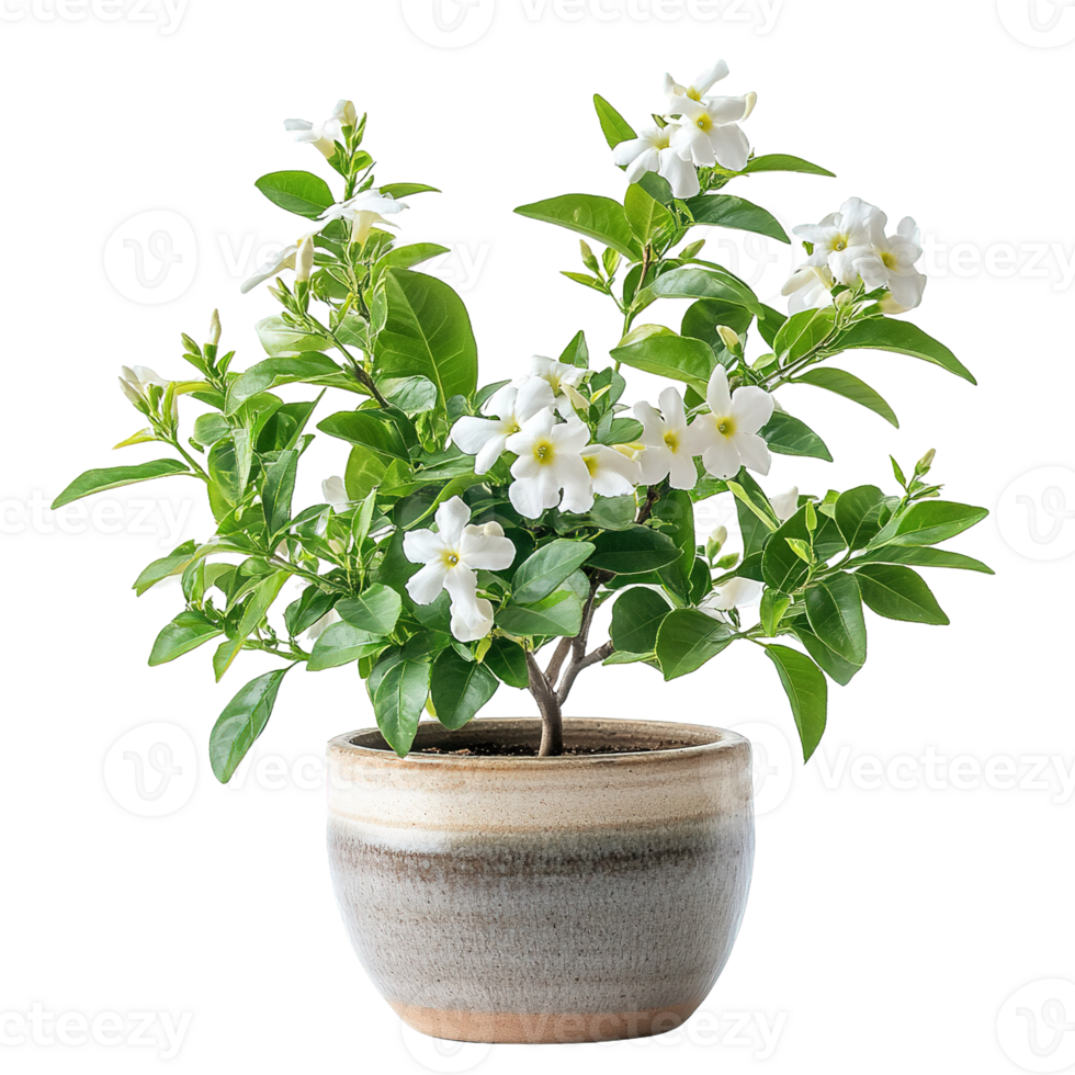 Blooming Jasmine Plant in a Rustic Ceramic Pot with Lush Green Foliage png