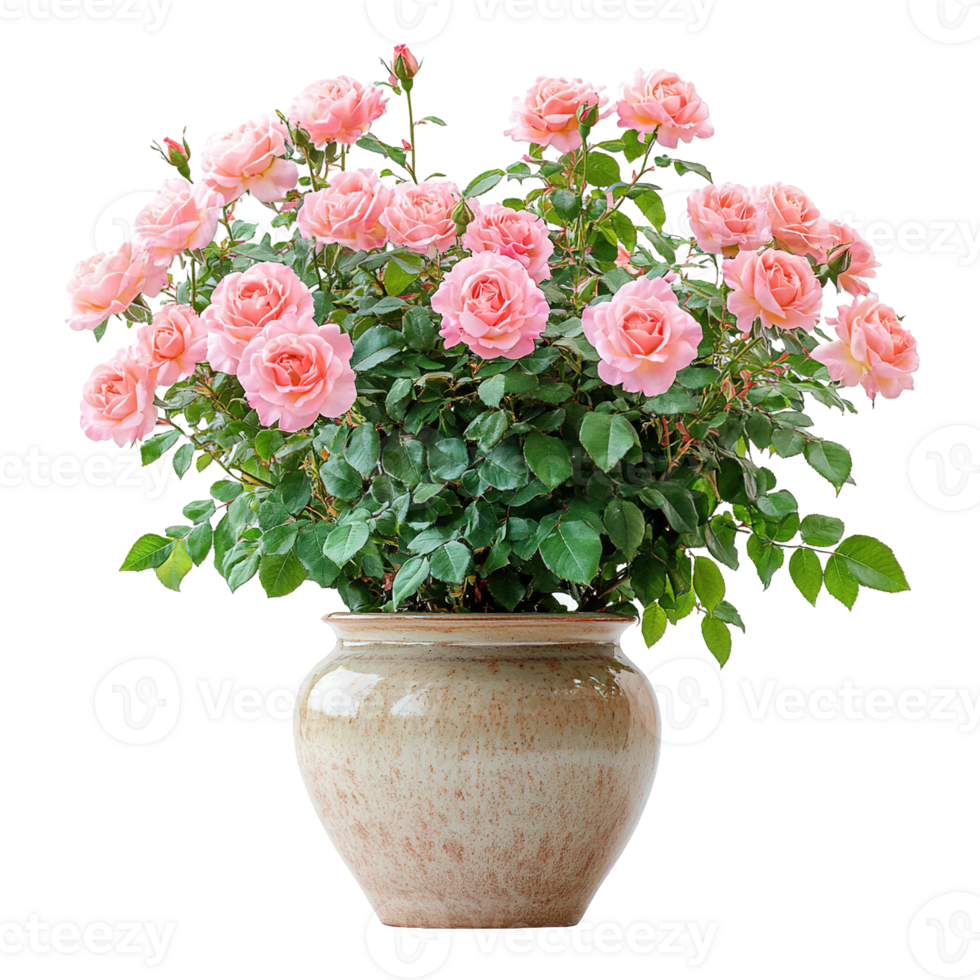 Stunning Peach Roses in Full Bloom in a Large Ceramic Pot png