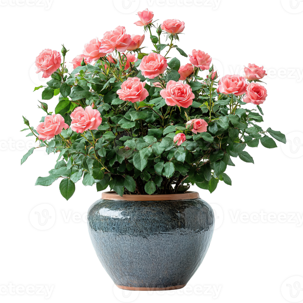 Gorgeous Potted Rose Bush with Gentle Peach Flowers and Rich Green Leaves png