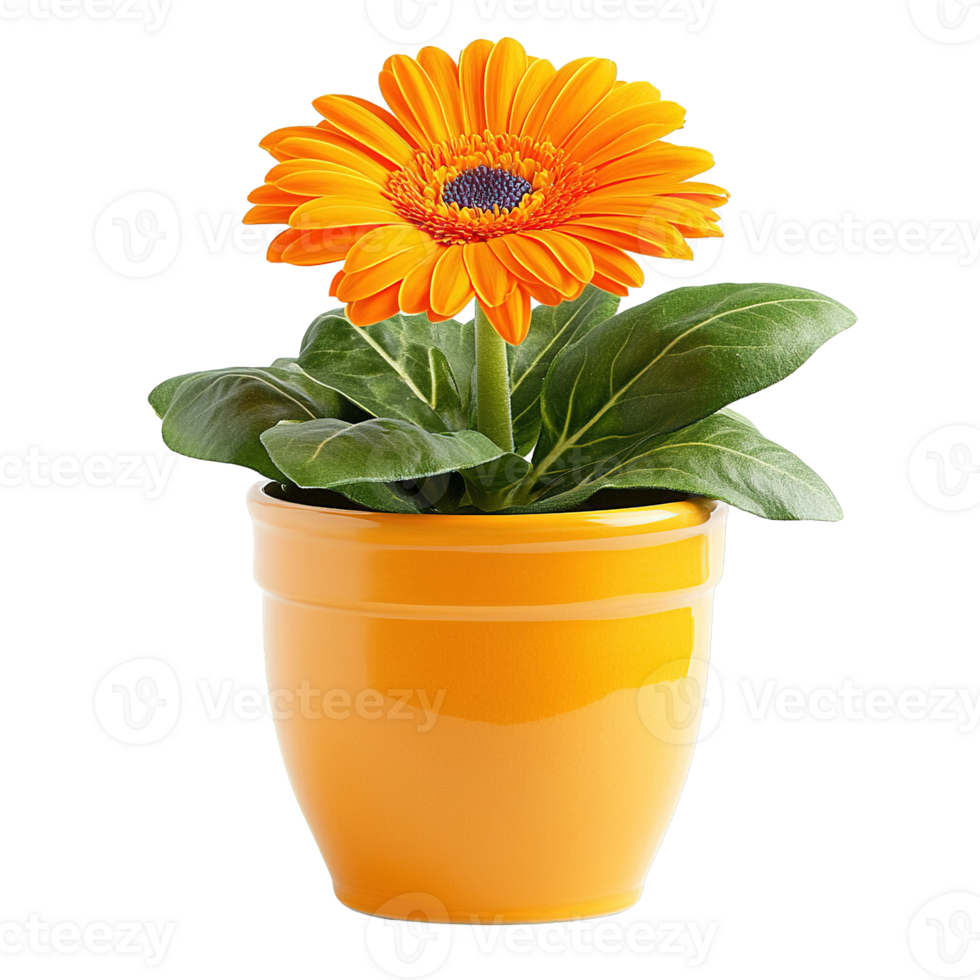 Decorative Orange Gerbera Flower in Coordinating Yellow Orange Pot Isolated png