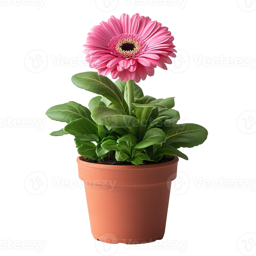 Single Blooming Pink Gerbera Flower in Classic Clay Planter png