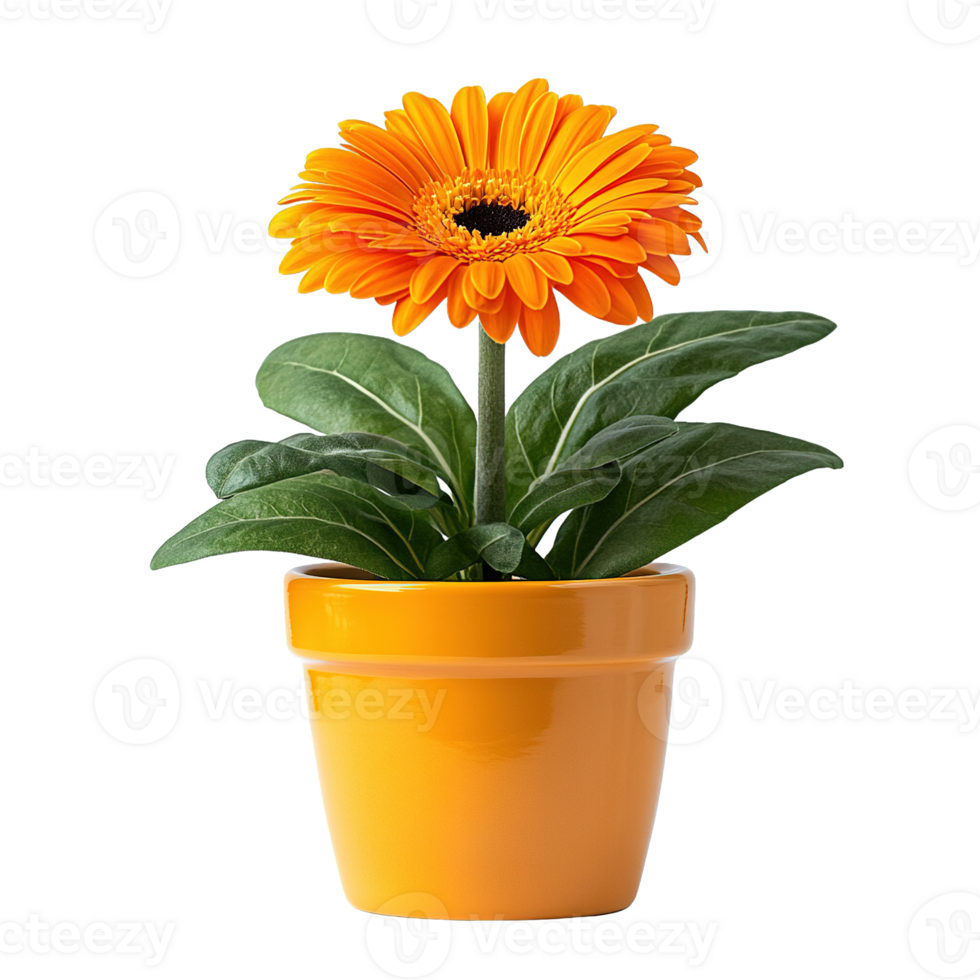 Single Orange Gerbera Daisy Flower Growing in Matching Orange Ceramic Pot Isolated on Transparent Background png