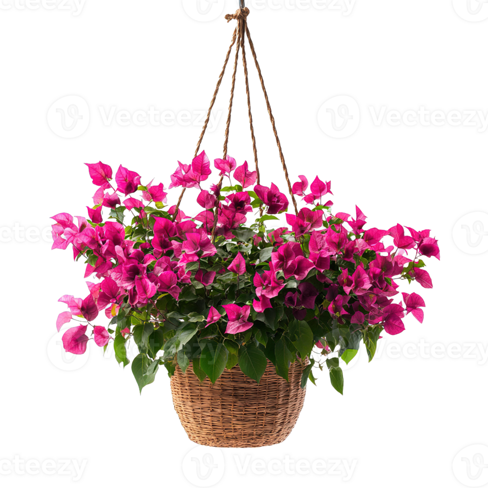 Elegant Pink Bougainvillea Hanging Plant In Full Bloom Isolated on Transparent Background png