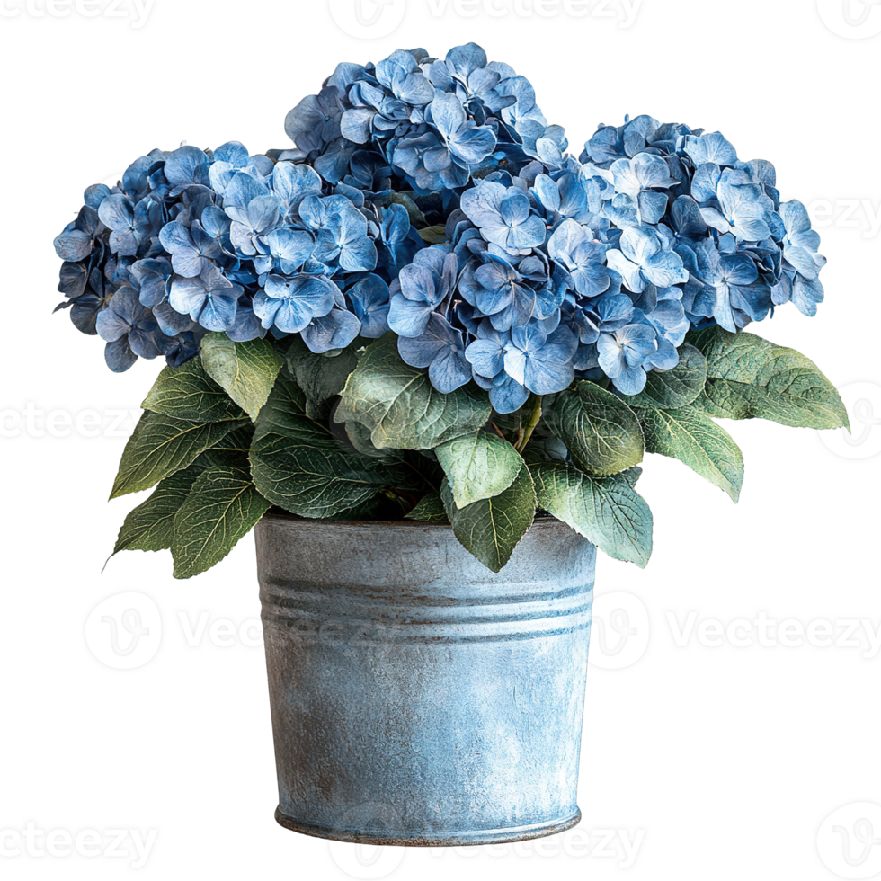 Premium Blue Hydrangea Arrangement In Antique Style Galvanized Pot png