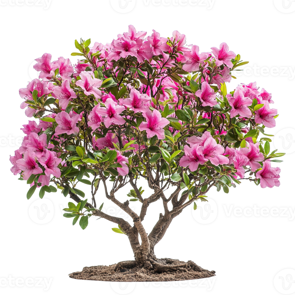 Lush Pink Azalea Shrubs with Abundant Blossoms Isolated png
