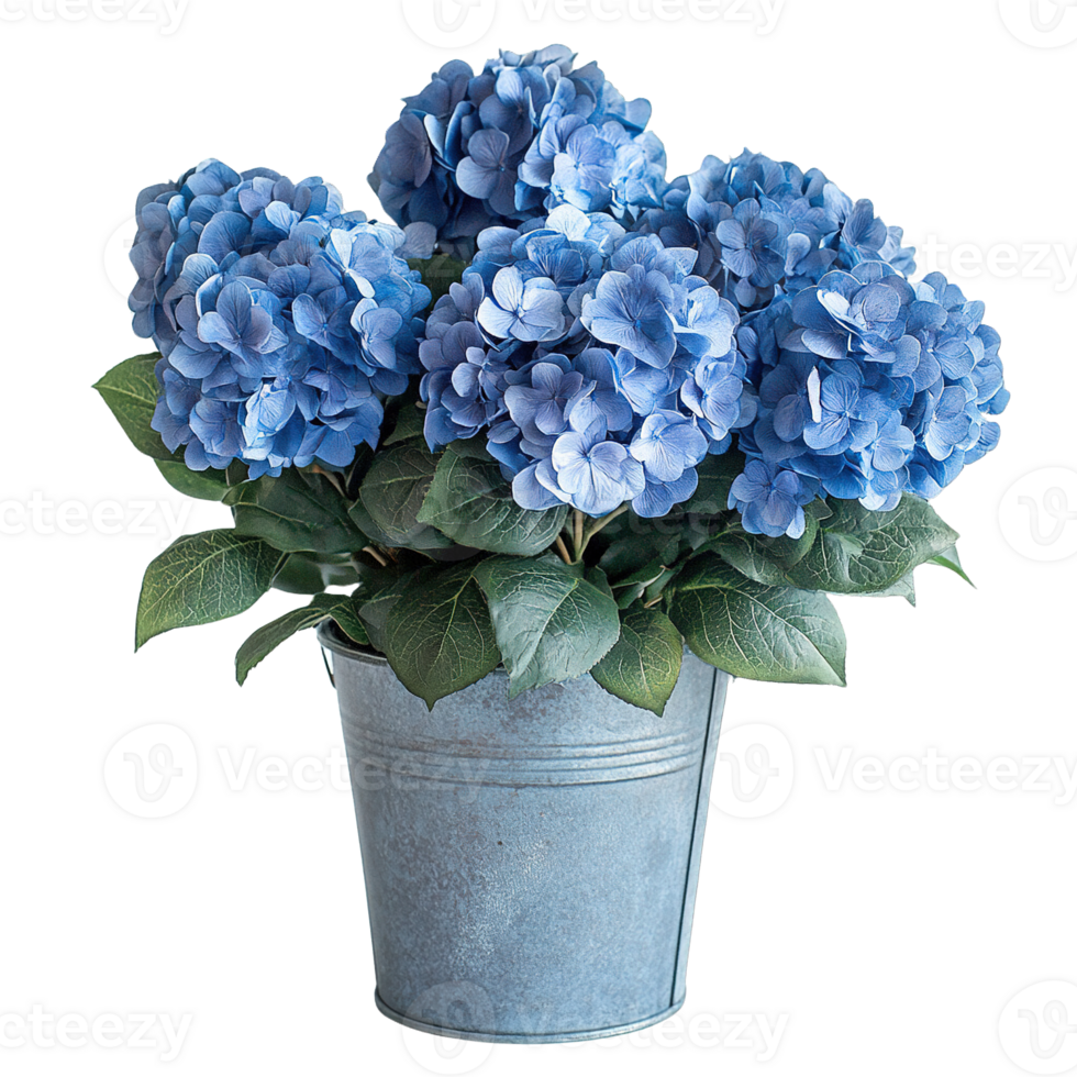 Beautiful Blue Hydrangea Plant In Vintage Style Galvanized Metal Bucket png