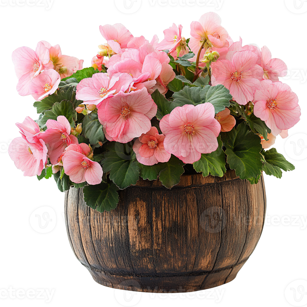 Delicate Pink Begonias Blossoming in Rustic Wooden Container png