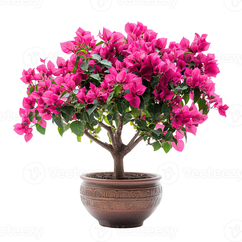 Elegant Pink Bougainvillea Bush Growing In Modern Brown Earthenware Container png