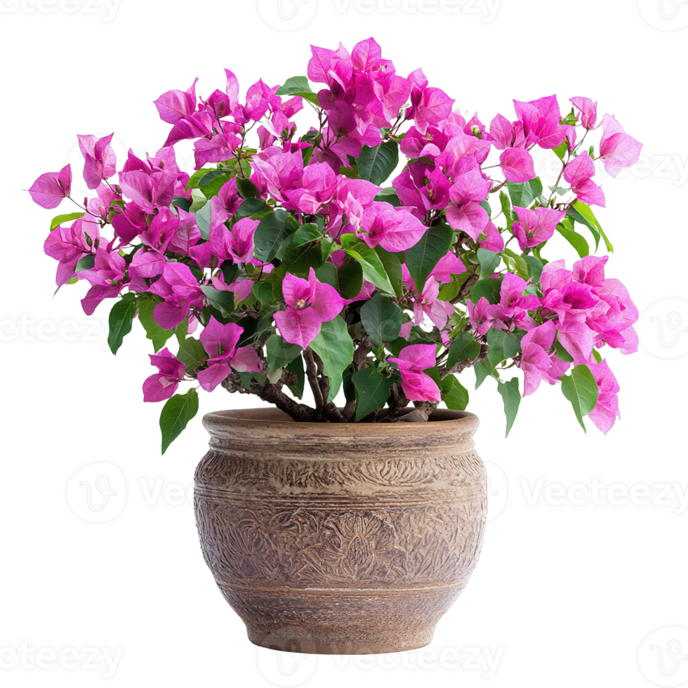 Fresh Blooming Pink Bougainvillea With Glossy Green Foliage In Contemporary Brown Ceramic Pot png