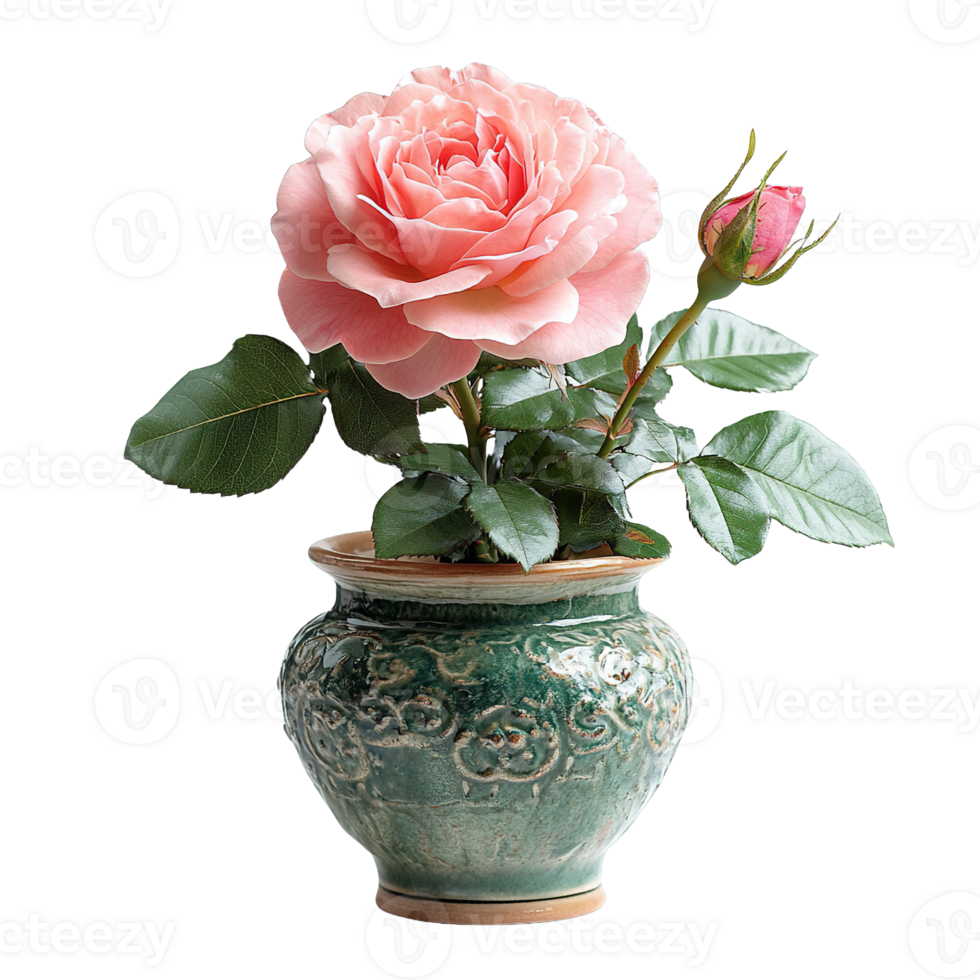 Elegant Pink Garden Rose With Rosebud In Antique Turquoise Ceramic Vase png