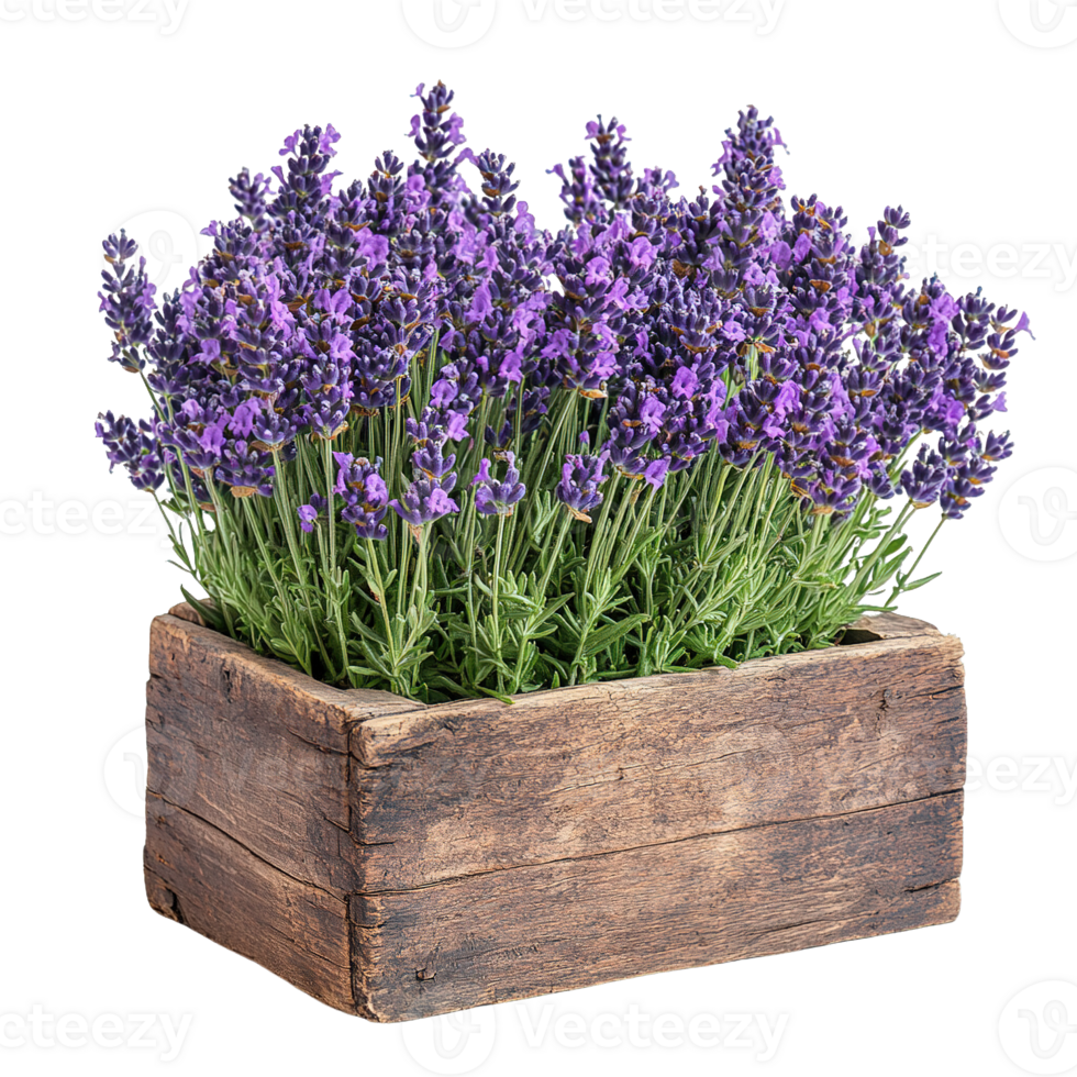 Beautiful Blooming Lavender In Rustic Reclaimed Wood Planter png