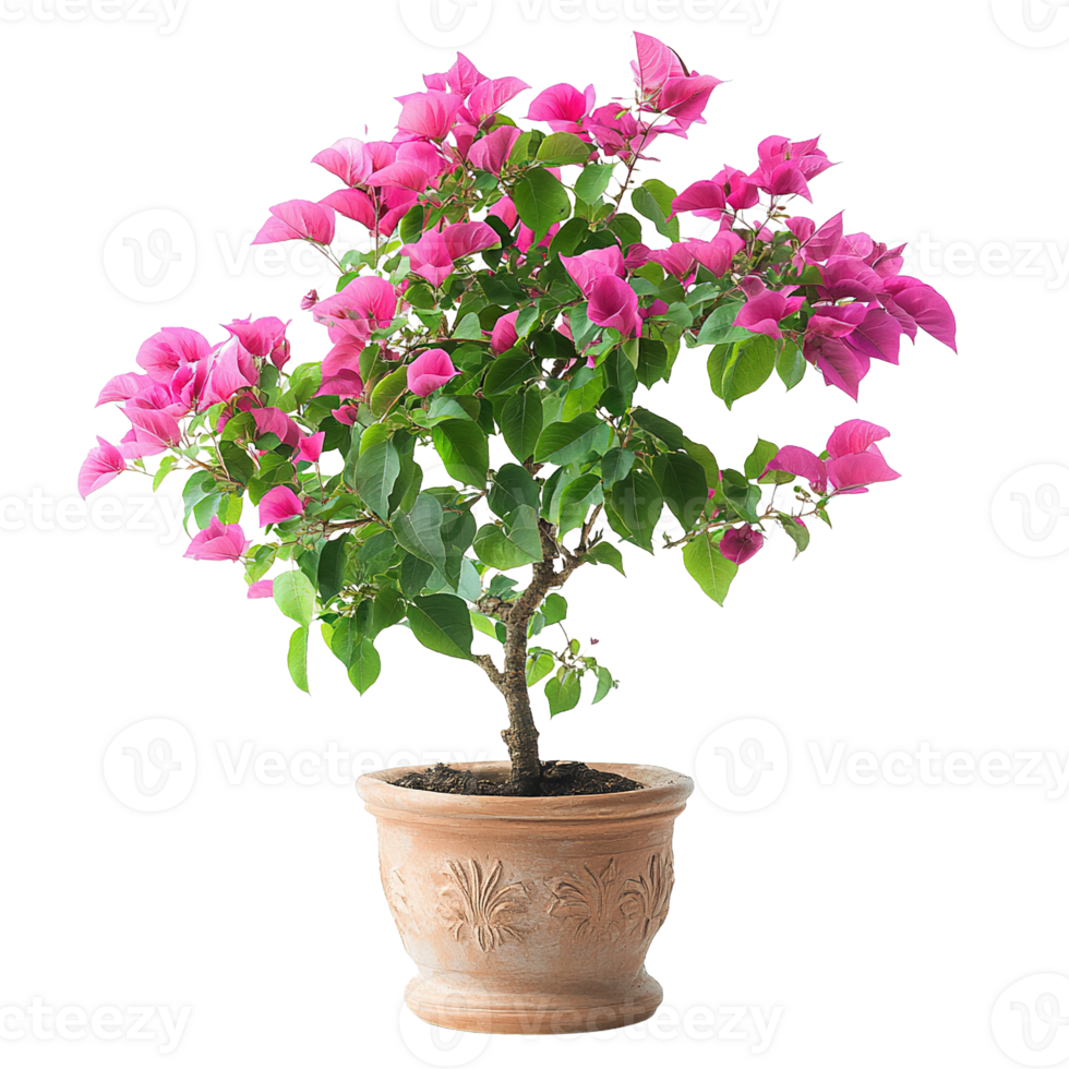 Luxuriant Pink Bougainvillea Plant With Rich Green Leaves In Rustic Brown Pottery Planter png