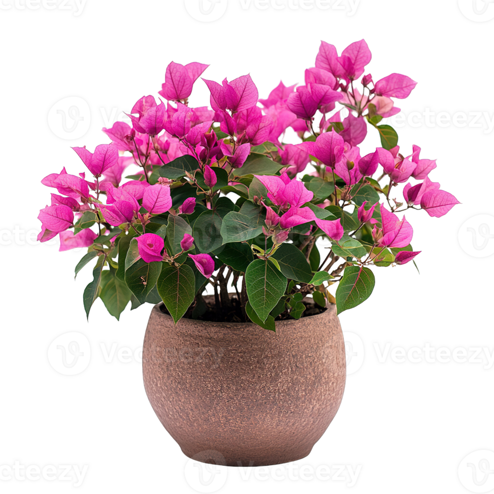 Beautiful Pink Flowering Bougainvillea With Dark Green Leaves In Textured Terracotta Style Planter png
