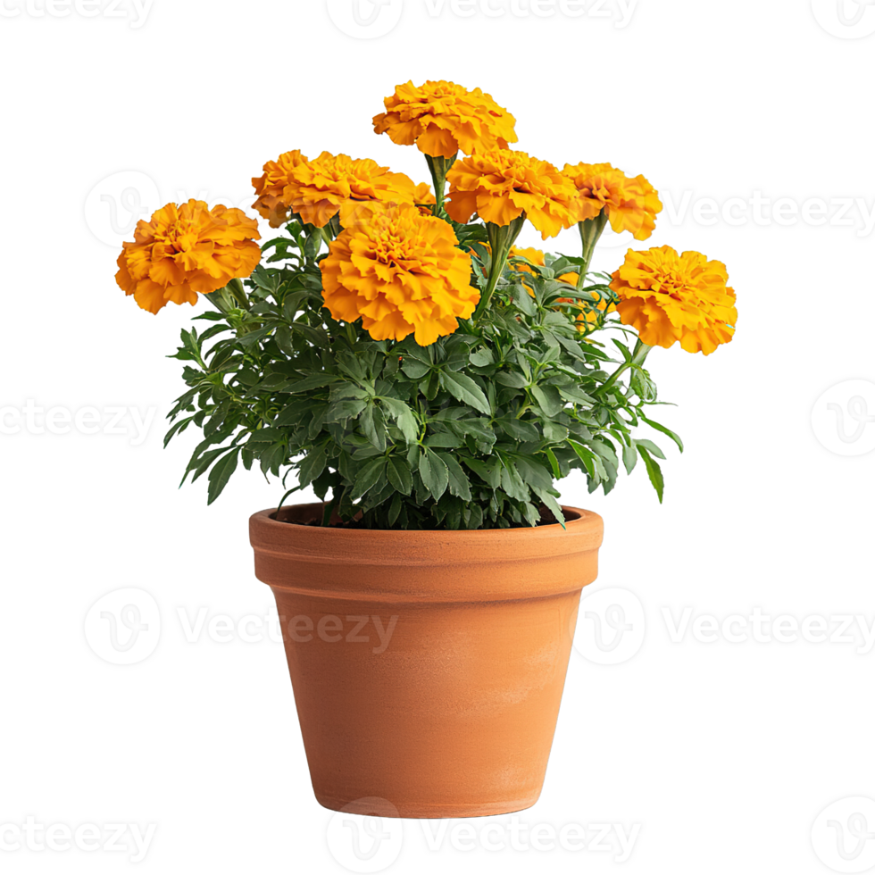 Fresh Mexican Marigolds with Green Leaves Growing in Rustic Ceramic Planter Isolated png