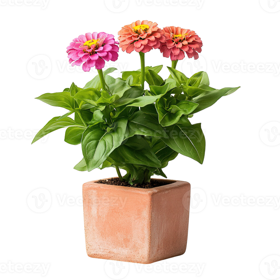 Elegant Double Zinnia Blooms in Modern Ceramic Cube Pot Isolated on Transparent Background png
