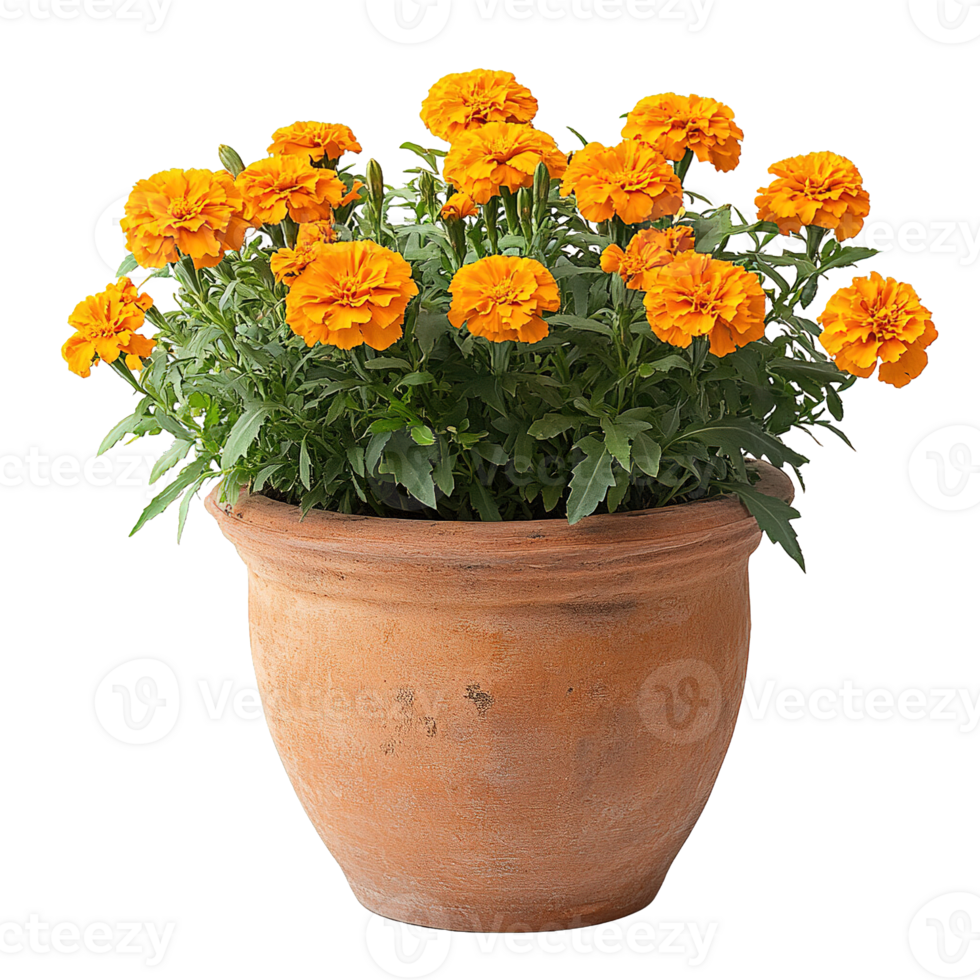 Bright Yellow Marigold Blossoms in Earthenware Pot Isolated png