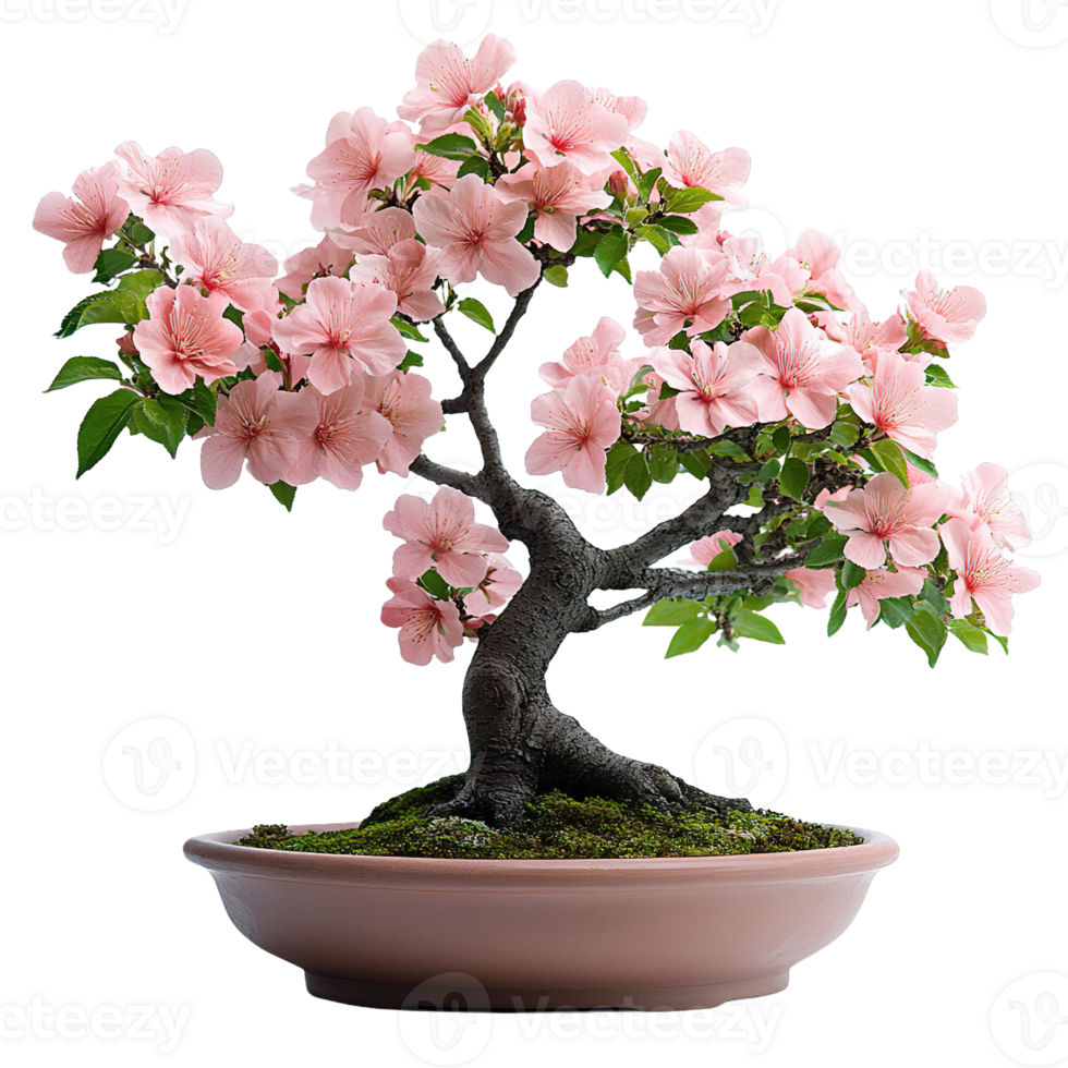 Japanese Sakura Bonsai Displaying Perfect Branch Structure with Spring Pink Blossoms Isolated png