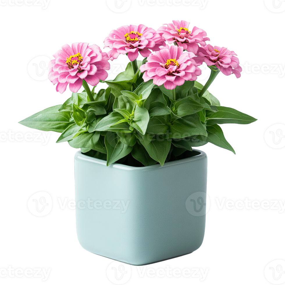 Young Zinnia Plant with Lush Green Foliage in Square Terra Cotta Pot png