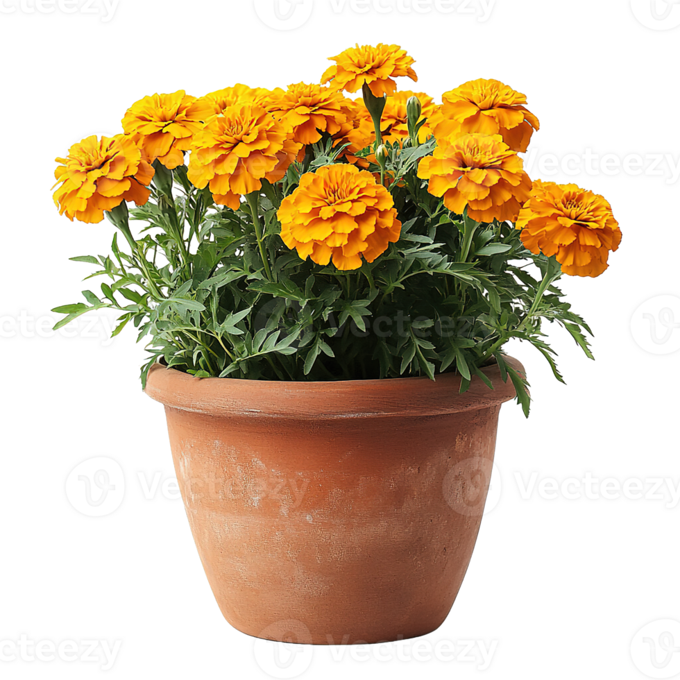 Fresh Garden Marigolds with Dark Green Leaves in Aged Clay Planter Isolated on Transparent Background png
