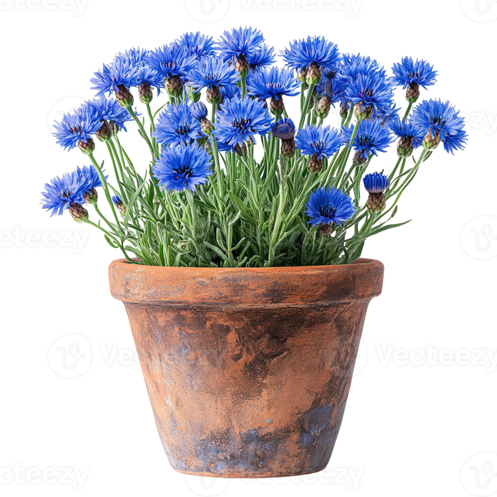 Cottage Garden Blue Cornflowers Blooming in Aged Clay Pot Isolated on Transparent Background png