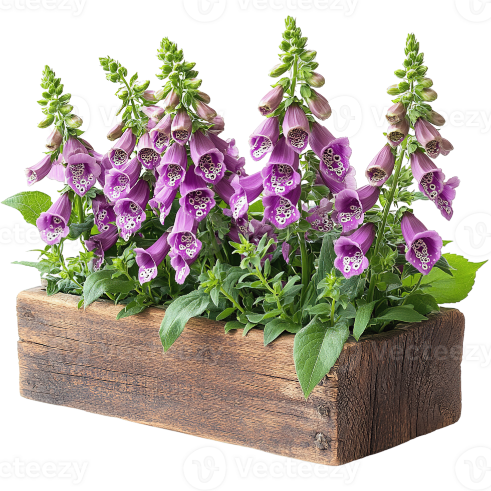 Blooming Purple Foxglove Plant in Natural Planter Isolated png
