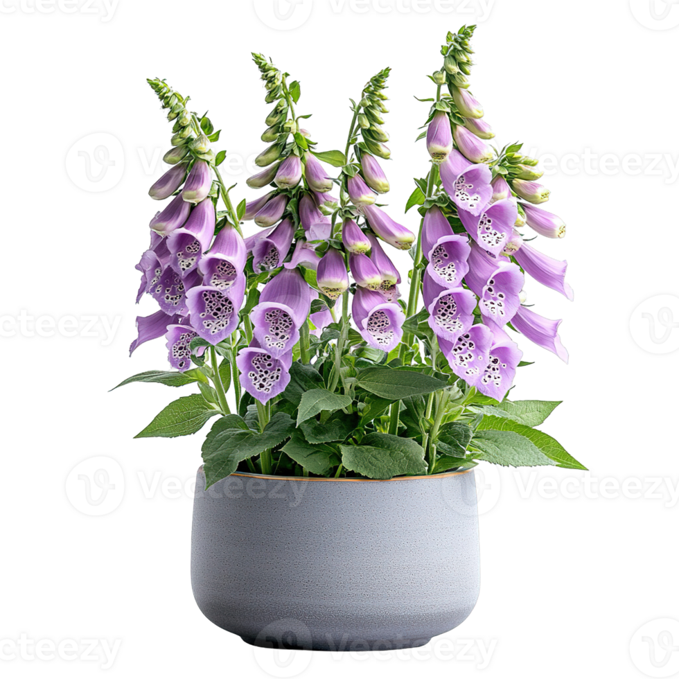Purple Foxglove Blossoms Displayed in Stylish Stone Pot Isolated on Transparent Background png