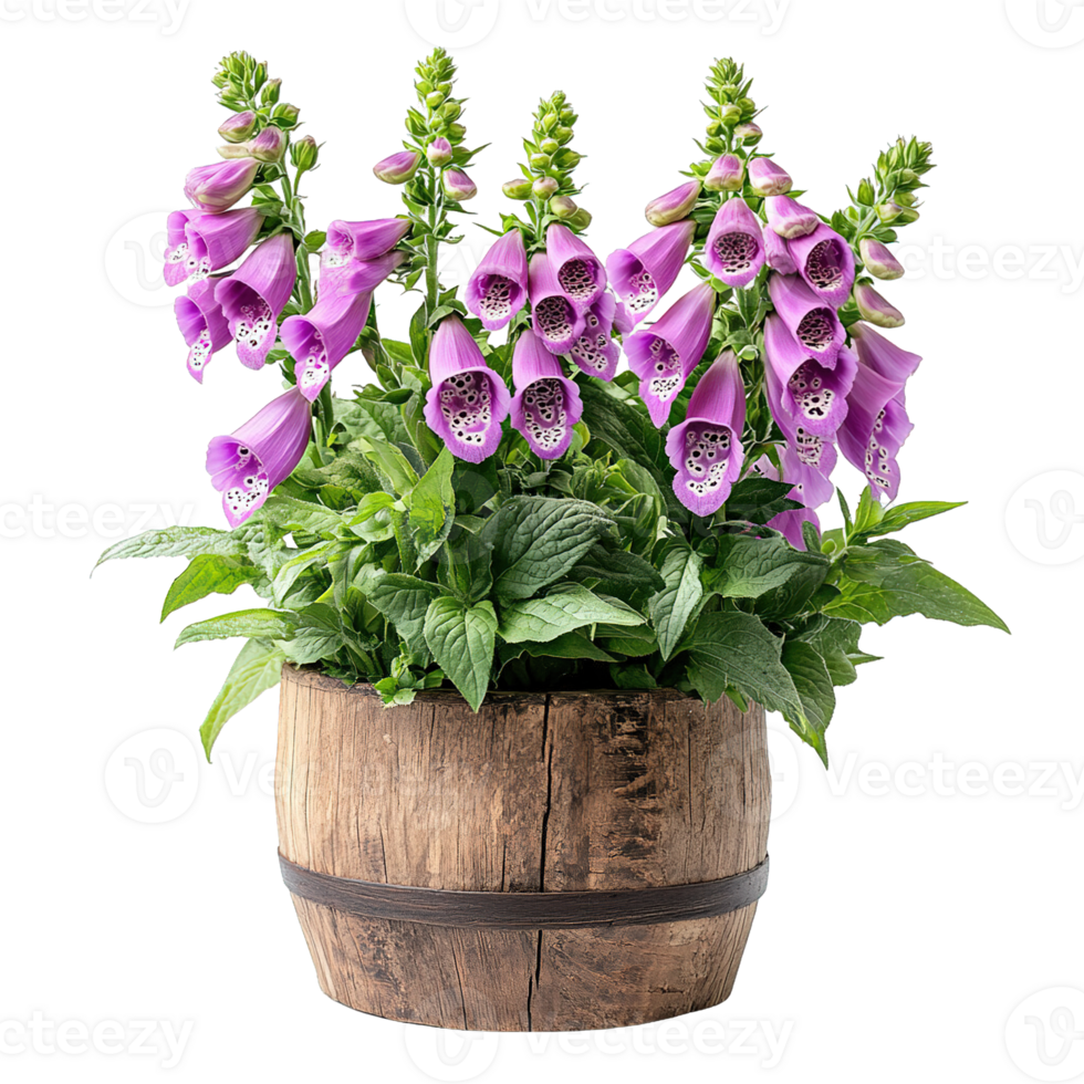 Stunning Purple Foxglove Plant in Rustic Pot Isolated on Transparent Background png