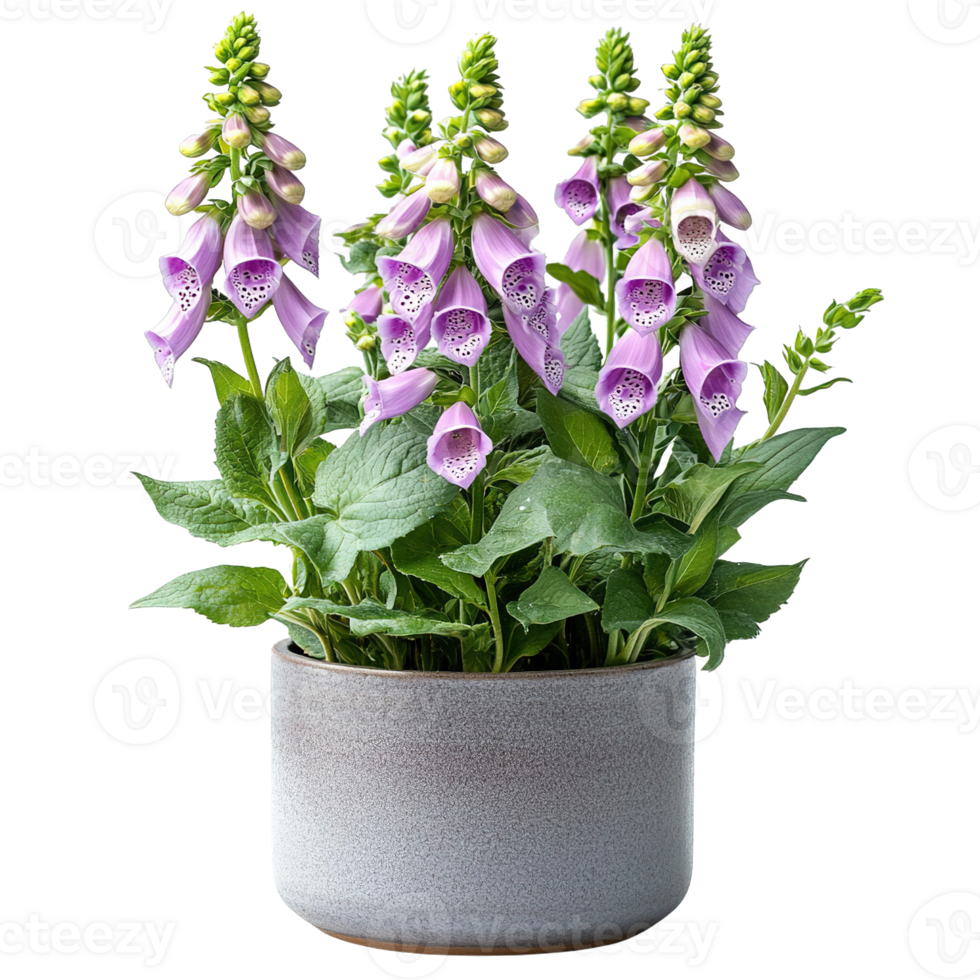 Natural Beauty of Purple Foxglove in Assorted Planter Isolated png