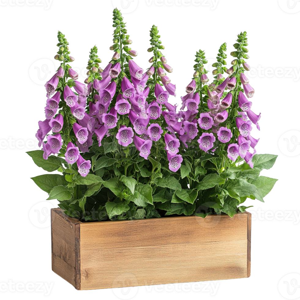 Exquisite Foxglove Flower in Rustic Wooden Container Isolated on Transparent Background png