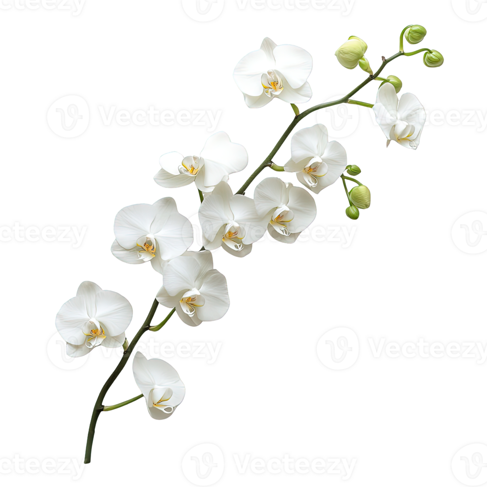 Blooming White Orchid Flower Isolated on Transparent Background png