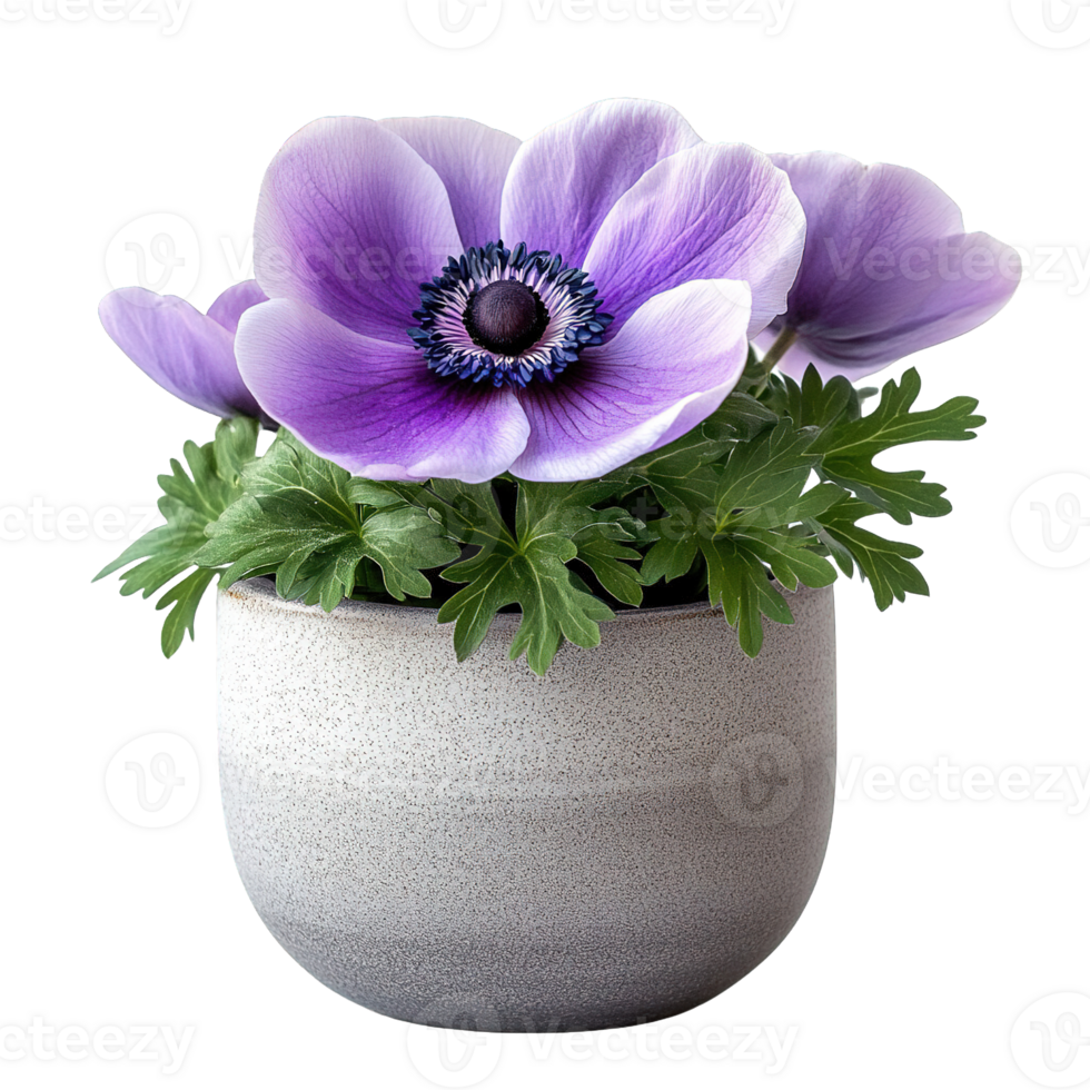 Decorative Potted Anemone With Vibrant Purple Petals And Blue Crown In Urban Gray Container png