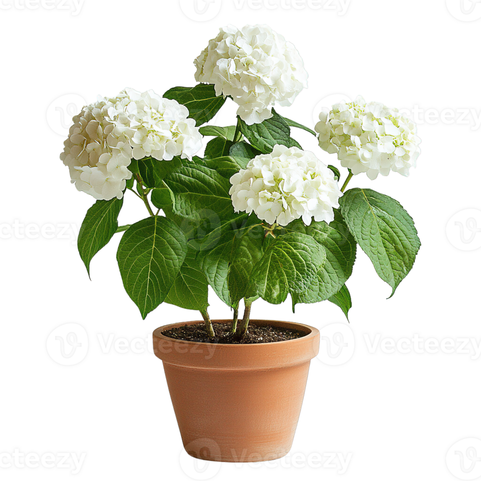 Beautiful Pure White Hydrangea Macrophylla with Large Green Leaves in Clay Pot Isolated on Transparent Background png
