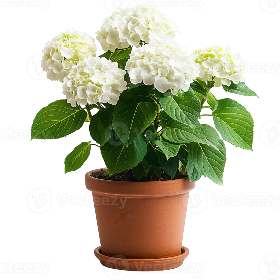 Fresh Blooming White Hydrangea Clusters with Vibrant Foliage in Classic Terra Cotta Planter png