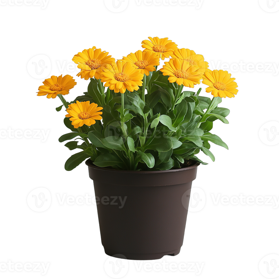 Cheerful Yellow Calendula Flowers in Minimalist Brown Pot png