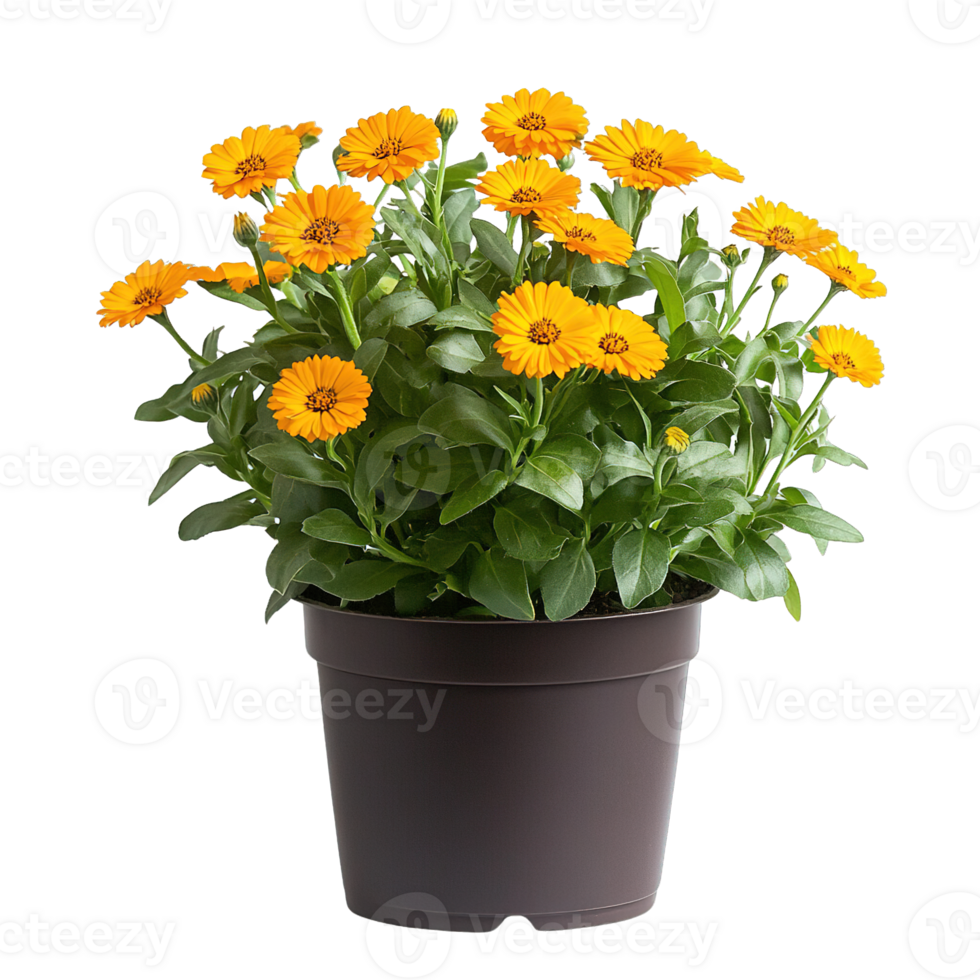 Stunning Yellow Calendula Blossom in Elegant Brown Planter Isolated png