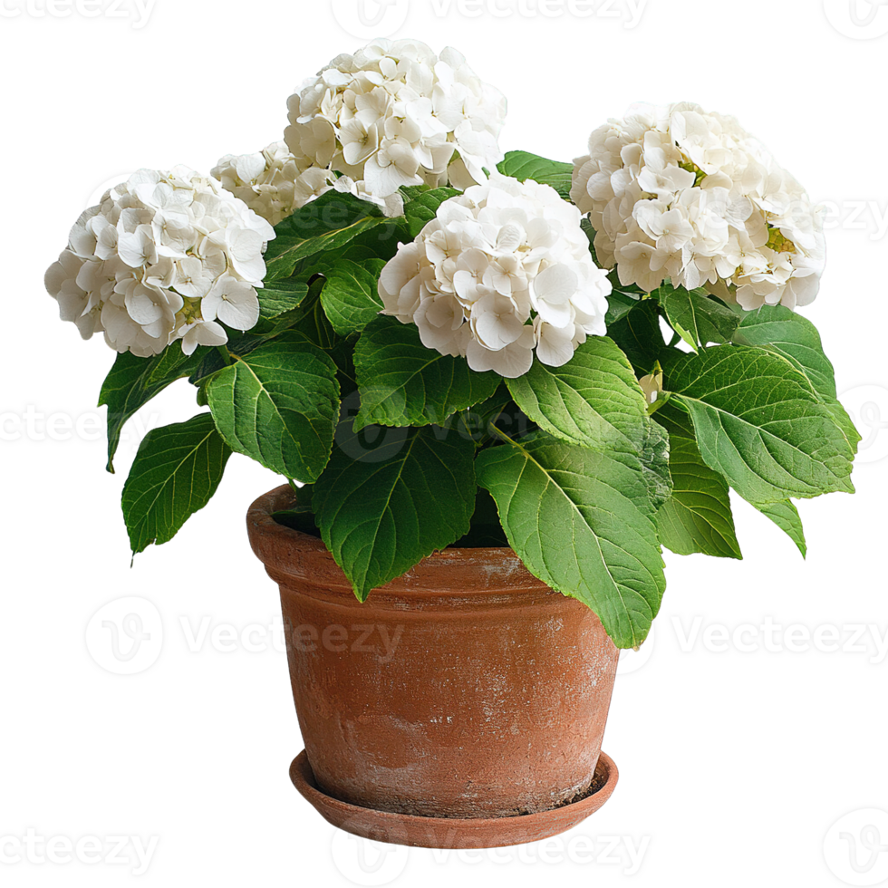Decorative White Hydrangea Plant with Full Blooms and Lush Foliage in Earthenware Container png