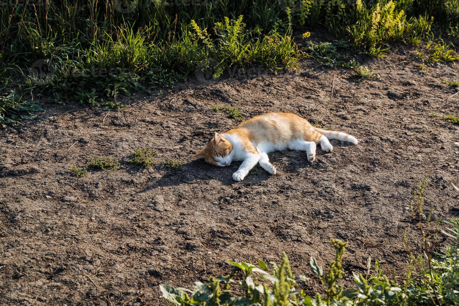 red cat lies on the crest of the sun. village cat meets the morning lying on the road. lazy cat looks at me photo