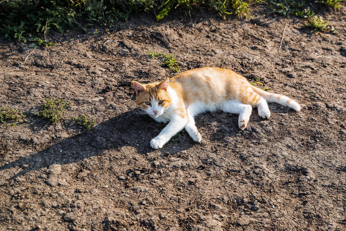 red cat lies on the crest of the sun. village cat meets the morning lying on the road. lazy cat looks at me photo