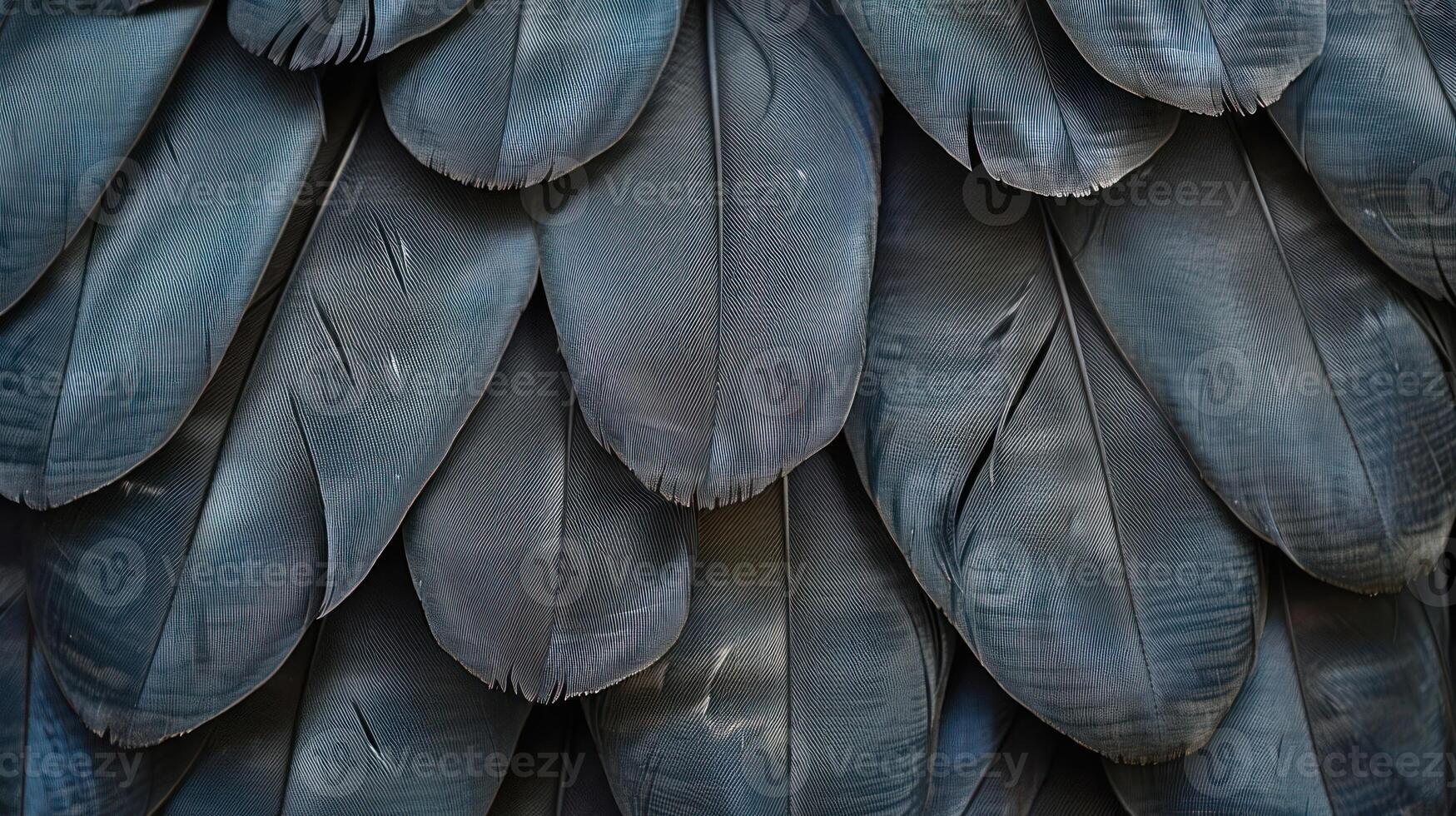 Close-up view of black bird feathers arranged in overlapping pattern. photo