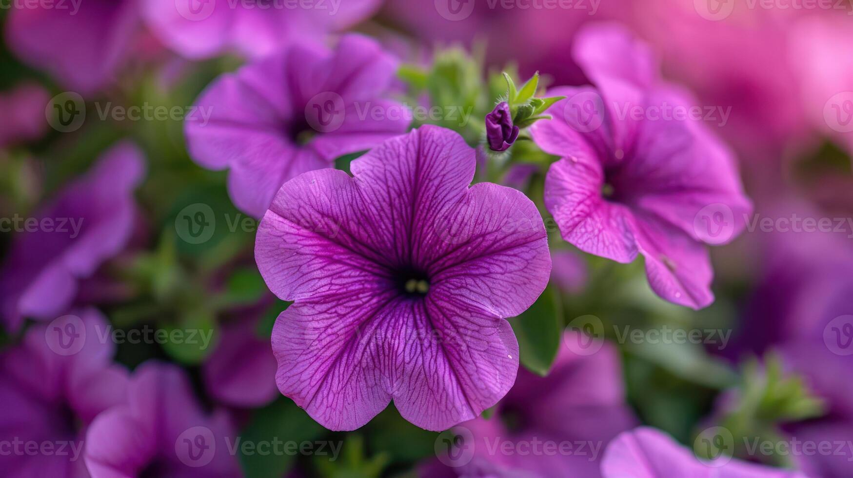 Close-up of vibrant purple petunias in bloom. photo