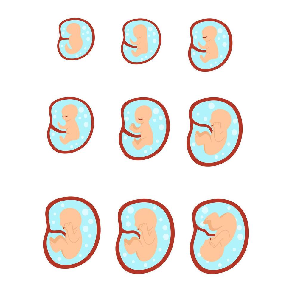 Human Embryo Development vector