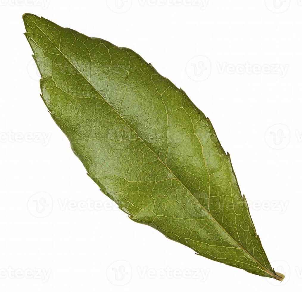 Flower leaf shape isolated over solid background. Flower leaves clipart photo