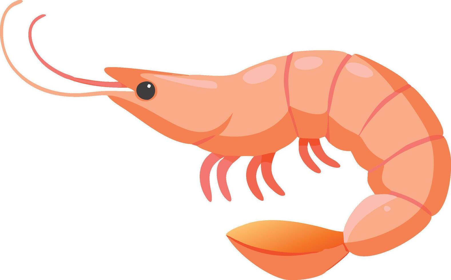 Prawn or Shrimp side view vector
