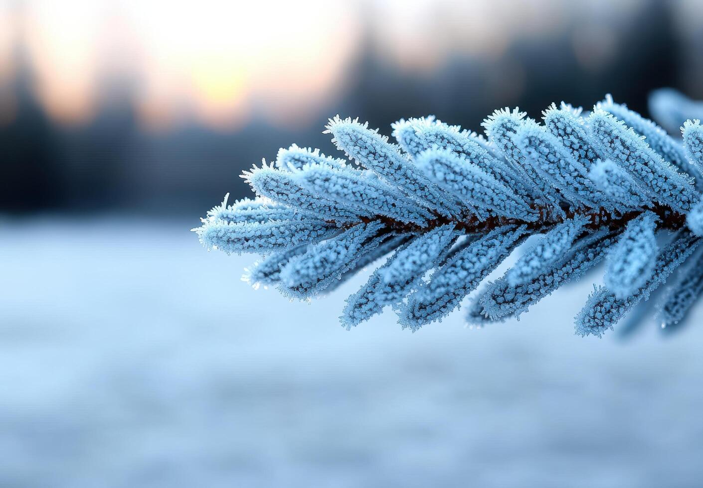 Frosty pine branch in winter landscape photo