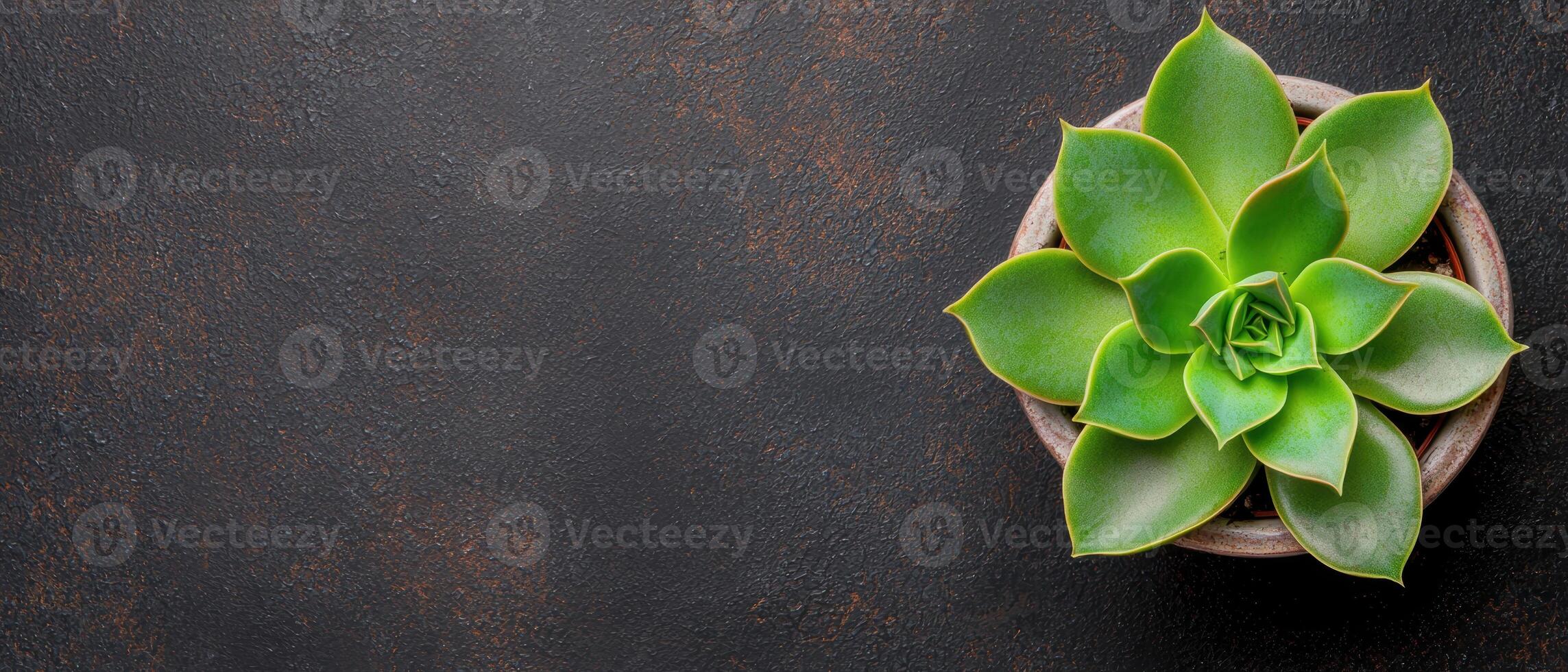 Succulent plant in ceramic pot on dark background photo